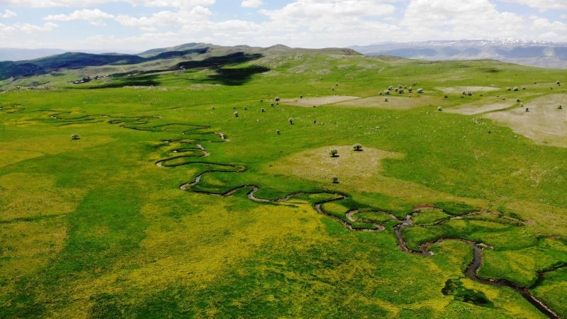 Sarı çiçeklerin arasındaki menderesler hayran bırakıyor
