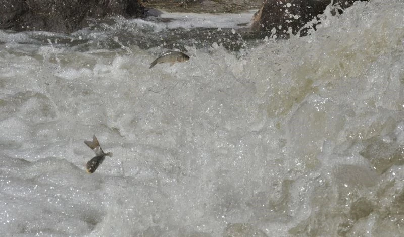 Kars’ta tatlı su kefallerinin zorlu yolculuğu
