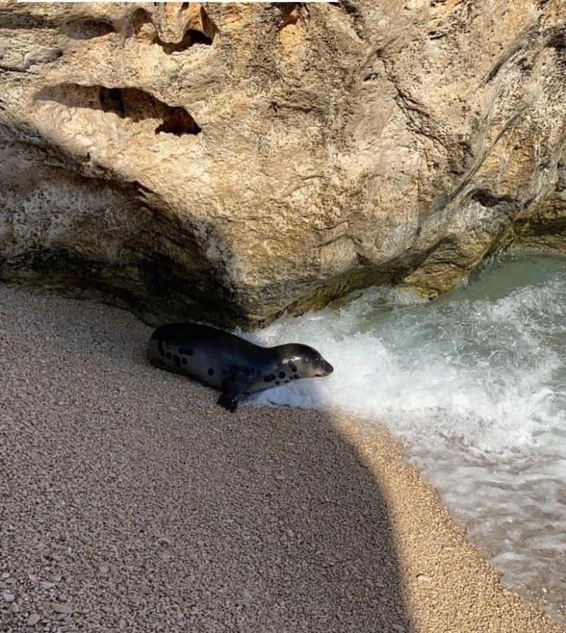 Akdeniz fokunun dalgalar arasındaki oyunu
