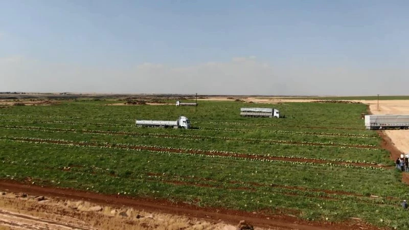 Diyarbakır’ın tescilli karpuzunda hasat zamanı
