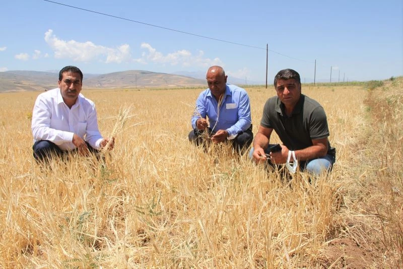 Kuraklıktan dolayı büyümeyen ekinler biçilemiyor
