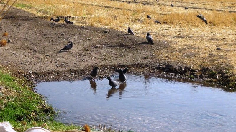 Sıcaktan bunalan güvercinler göletlerde serinledi

