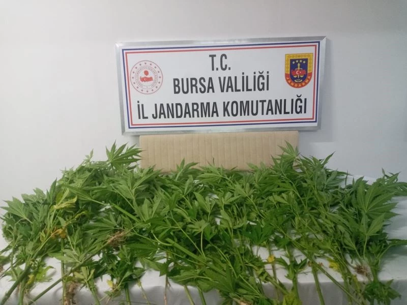 Ormana kenevir ektiler
