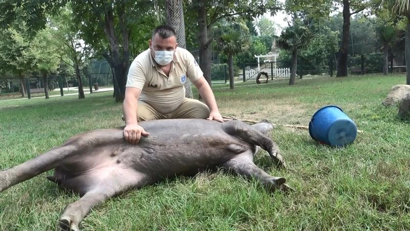 (Özel) Sıcaktan  bunalan Zoopark sakinlerine buzlu meyve kokteyli
