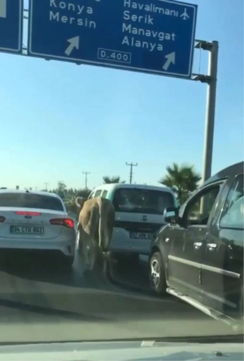 Antalya’da firari dana araç trafiğinde ilerledi
