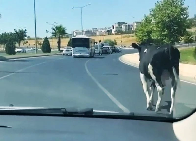 Şanlıurfa’da kaçan boğalar sahibine zor anlar yaşattı
