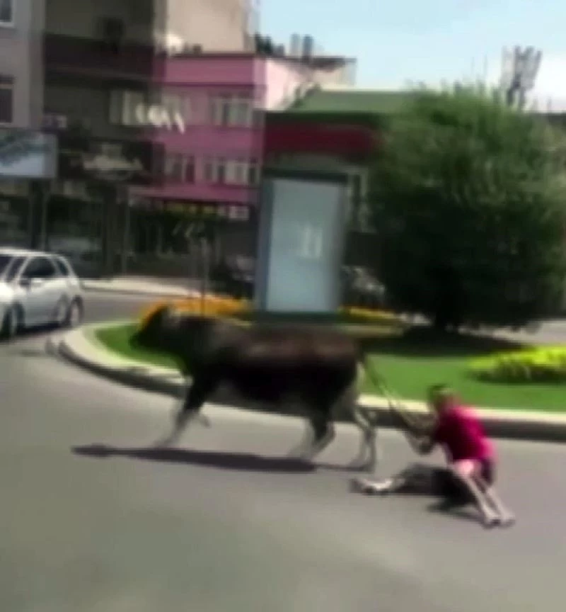 Kuyruğundan tuttuğu dananın peşinden sürüklendi
