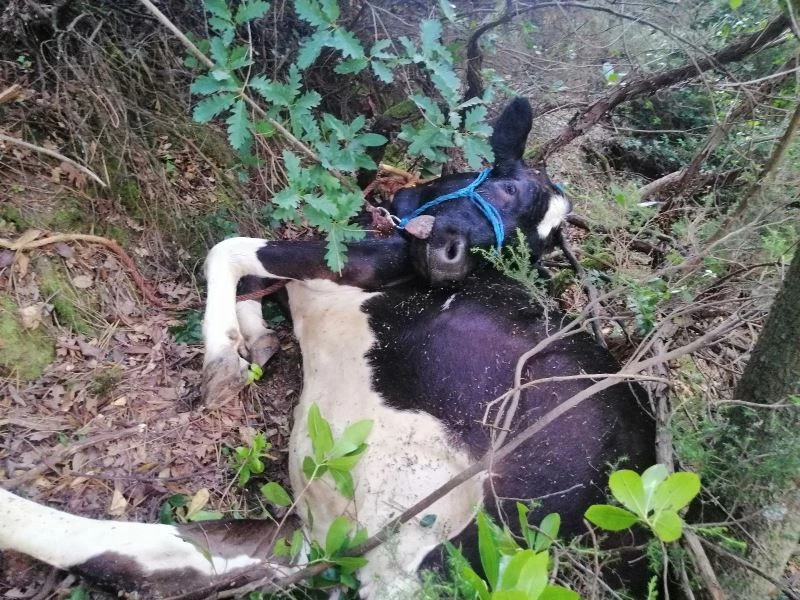 Uçuruma yuvarlanan büyükbaş hayvanı kurtaramayınca, çareyi kesmekte buldular
