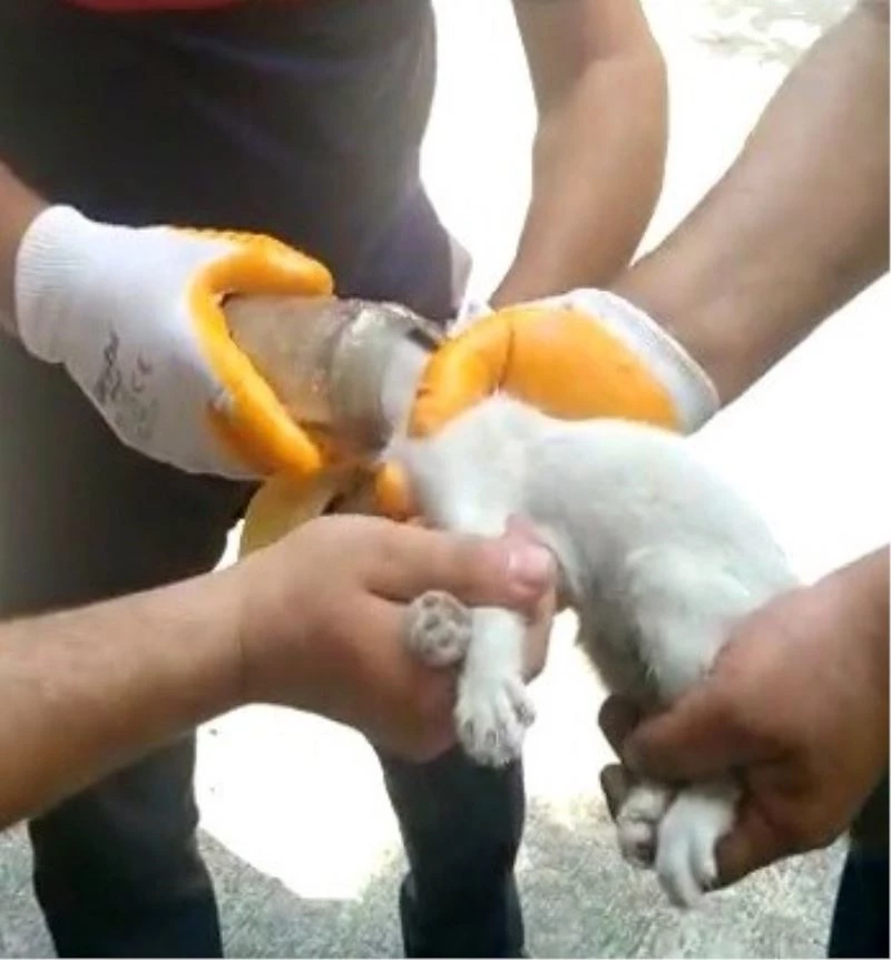 Kafası cam kavanoza sıkışan kediyi itfaiye kurtardı
