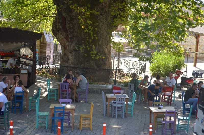 Bayır Mahallesi’nin simgesi çınar ağacı asırlara meydan okuyor
