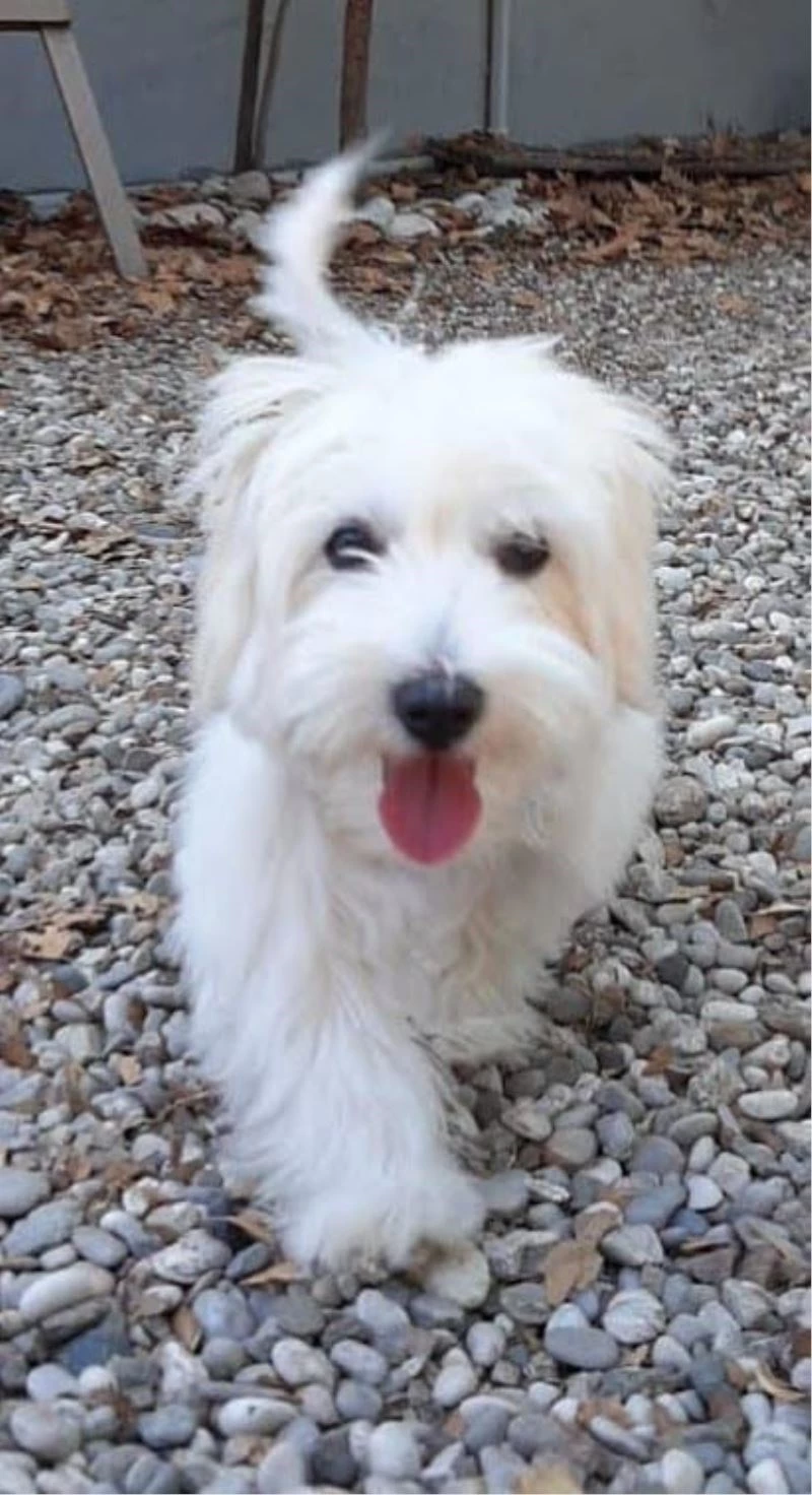 Köpeğin yuttuğu çorap endoskopiyle çıkartıldı
