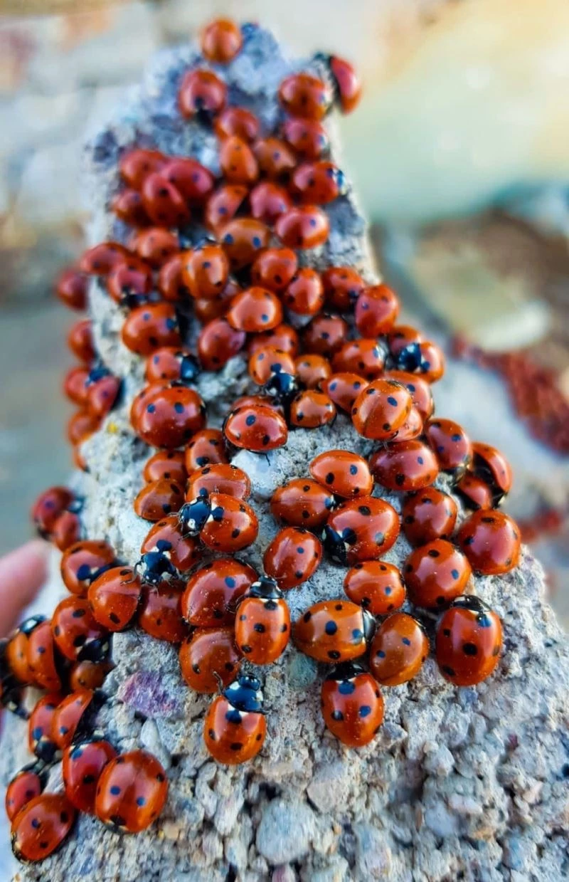 Kahramanmaraş’ta uğur böcekleri görsel şölen sunuyor
