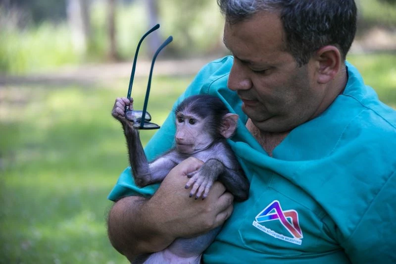 Annesinin reddettiği babun yavrusu özel bakımla hayata tutundu
