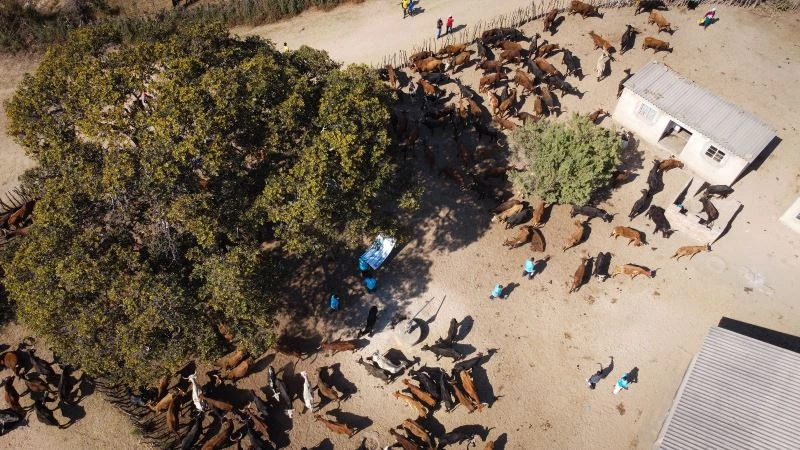 Türkiye Diyanet Vakfı, Zimbabve’de 116 bin 200 kişiye kurban eti ulaştırdı
