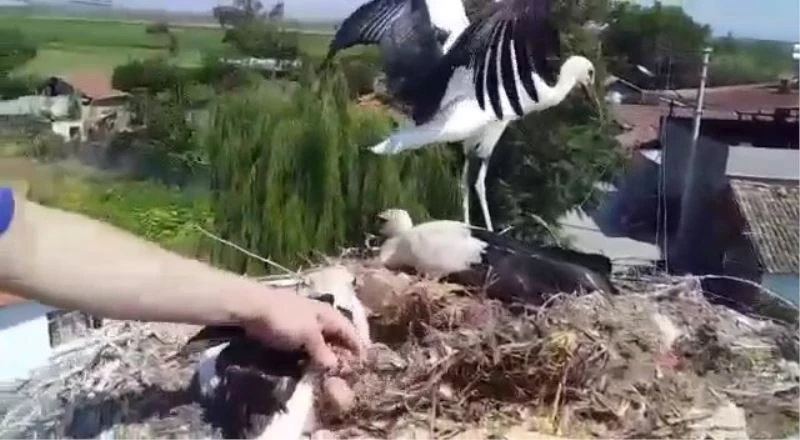 Ayağına tel takılan yavru leyleği itfaiye ekipleri kurtardı
