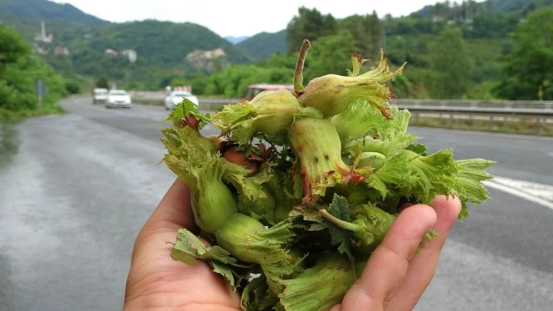 Sezonun ilk fındığı tezgahlarda
