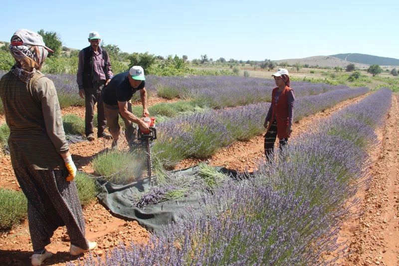 Konya’nın lavanta kokulu köyünde hasat başladı
