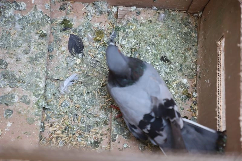 Balkona sığınan kanadı kırık güvercine şefkat eli
