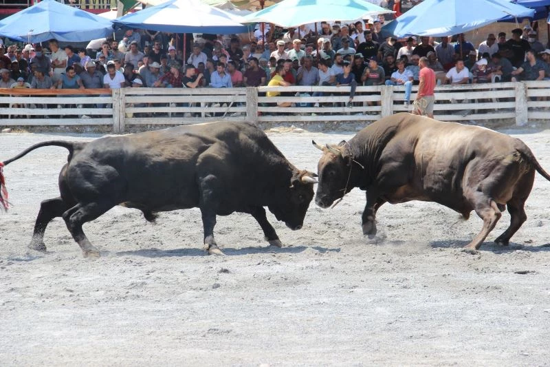 2 yıldır arenaya inemeyen boğalar nefesleri kesti
