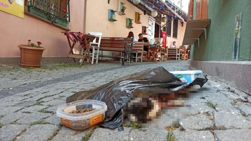 Eskişehir’de kedi vahşeti
