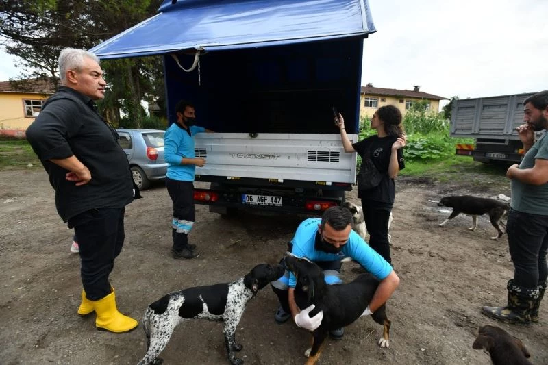 Afet bölgesindeki sahipsiz canlara sahip çıktılar
