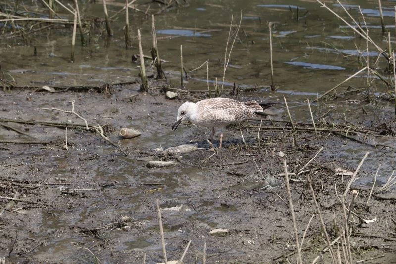 Alibeyköy Barajı’ndaki balık ölümleri ekipleri harekete geçirdi
