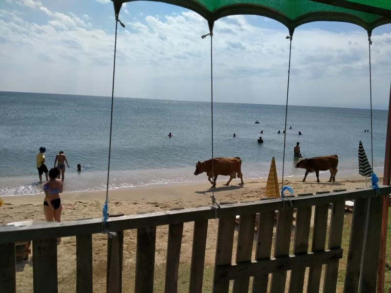 Plajda gezen inekler gülümsetti
