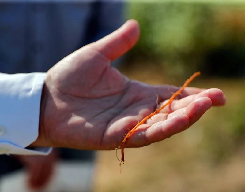 Edirne Kırmızısı kök salıyor
