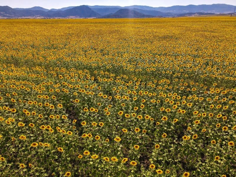 Kahramanmaraş’ta ayçiçeği tarlalarında görsel şölen
