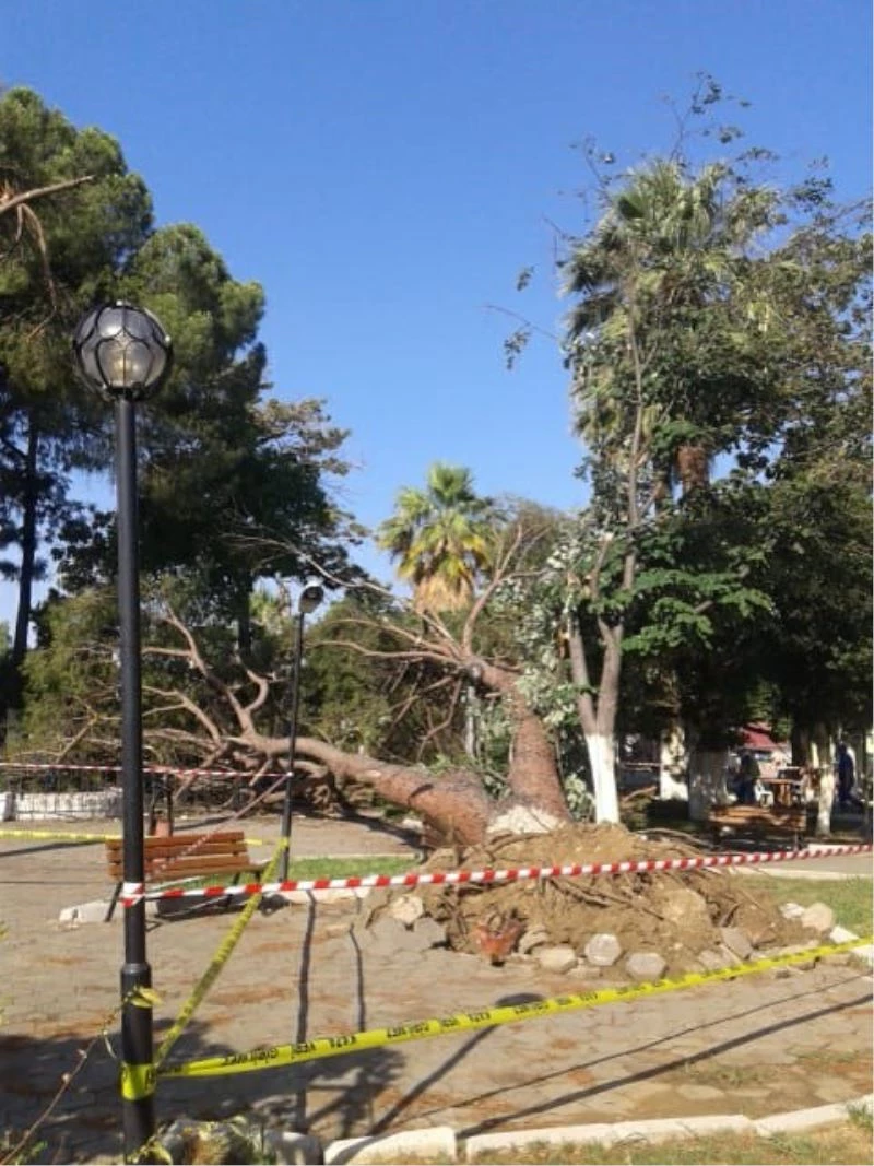 Fırtına koskoca ağaçları kökünden söktü
