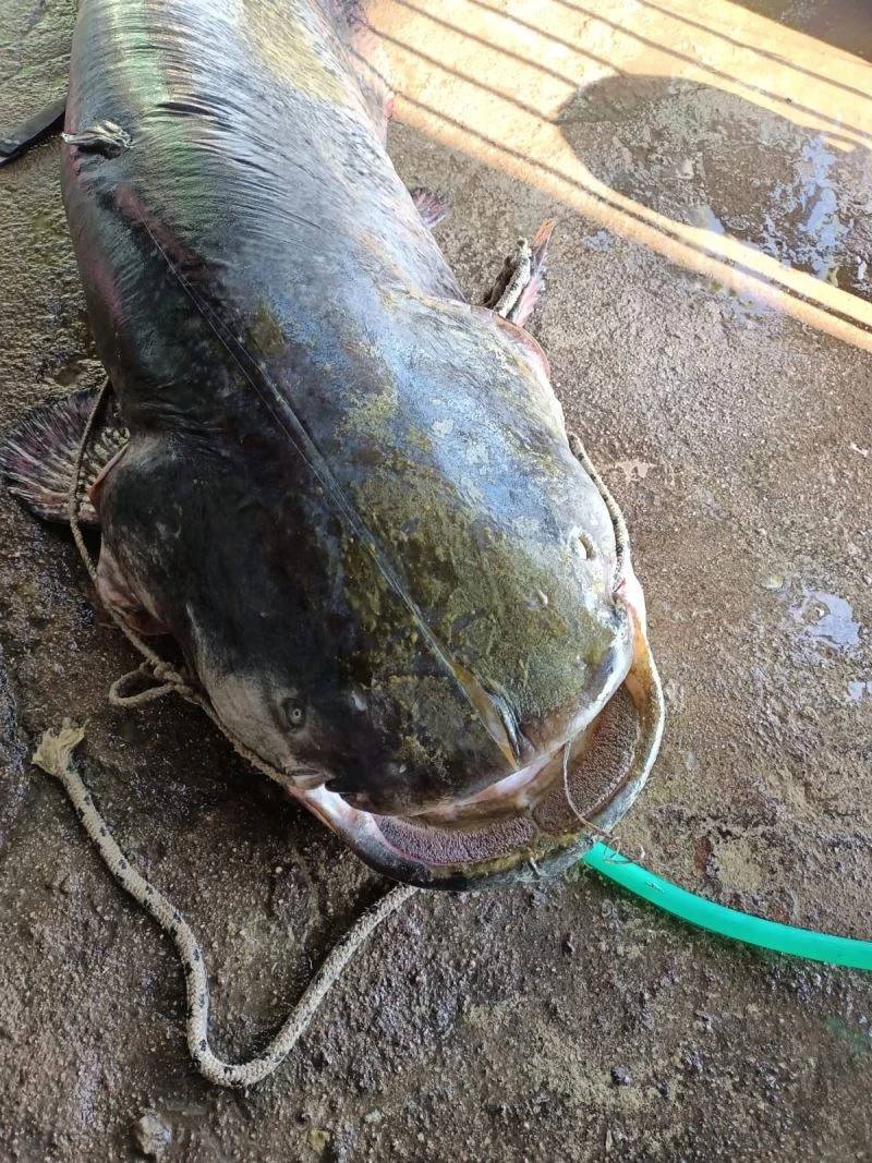 Oltayla 70 kiloluk yayın balığı yakaladı
