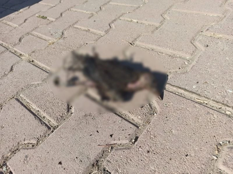 Elektrik tellerine takılan güvercin yangına neden oldu
