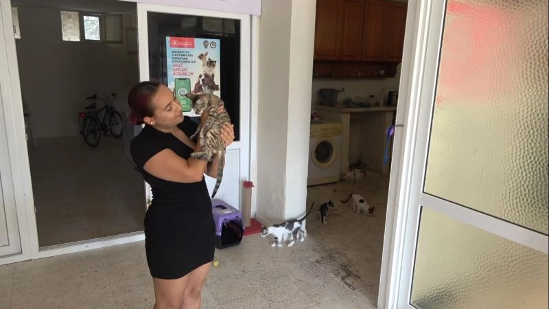 Hayvanseverler cezaların caydırıcı olmasını istiyor
