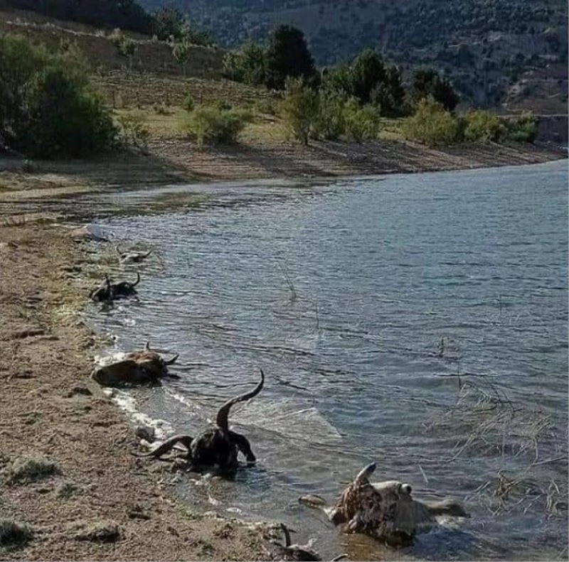 Kurban kellelerinin baraja atılması tepkilere neden oldu
