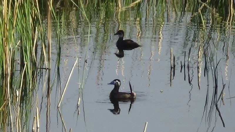 Erçek Gölü’nün müdavimleri dikkuyruklar
