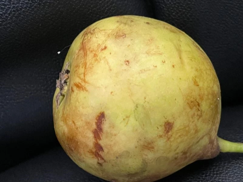 Denizli’de nadir rastlanan Udumbara çiçeği görüldü
