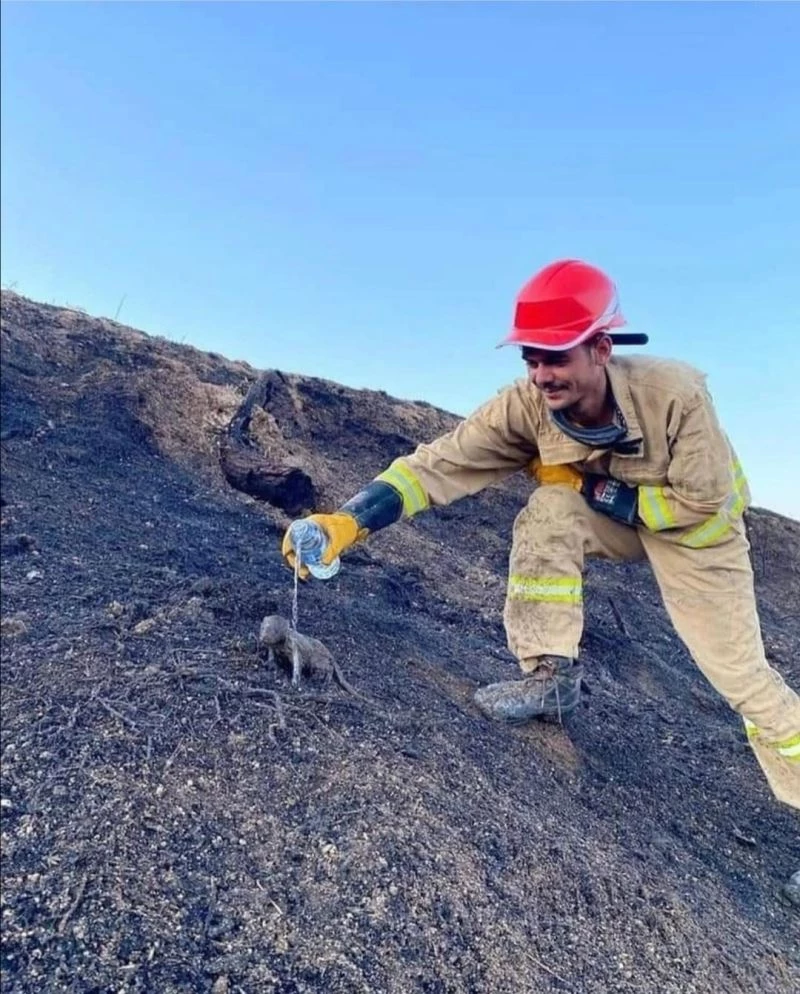 Yangında mahsur kalan sansar yavrularını orman işçileri kurtardı
