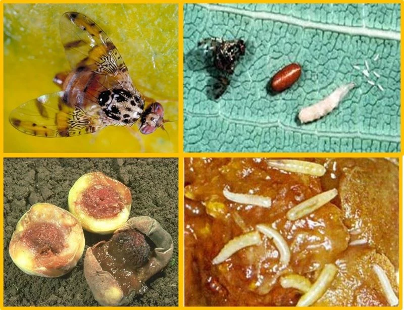 Meyvelerde salgın hastalık uyarısı
