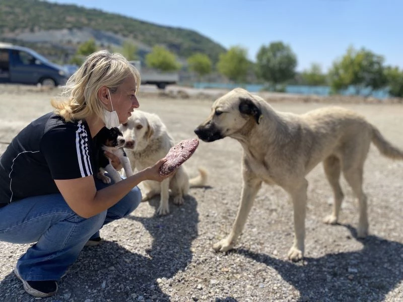 Çenesi kırıldı, sağlığına kavuşunca yeniden sokak hayvanlarına koştu
