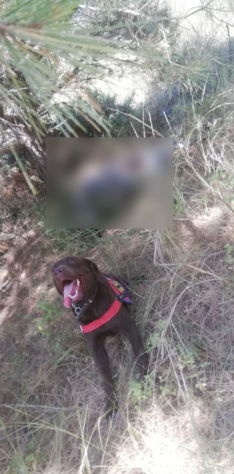 ‘Bugün beni beklemeyin’ diyen yaşlı adam mezarlıkta ölü bulundu
