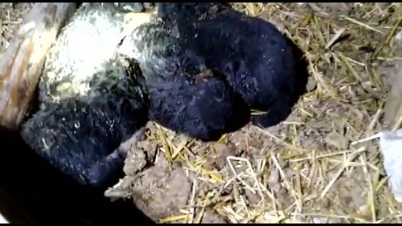 Başkent’te gecekonduda çıkan yangın rüzgarın etkisiyle önce boş ahıra daha sonra tarlaya sıçradı
