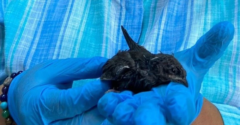 Ebabil kuşları emin ellerde
