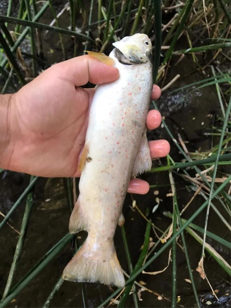 Terbüzek Çayı’nda kırmızı benekli alabalık ölümleri
