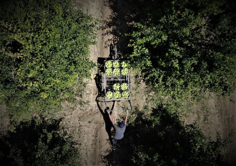 Armut hasadı başladı, çiftçi fiyatlardan memnun
