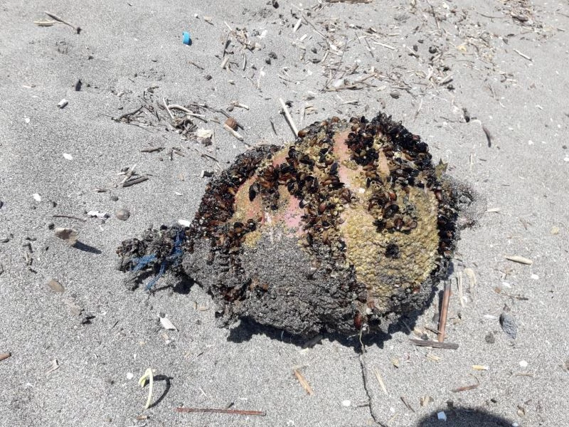 Denizden çıkan cisim tatilcileri korkuttu
