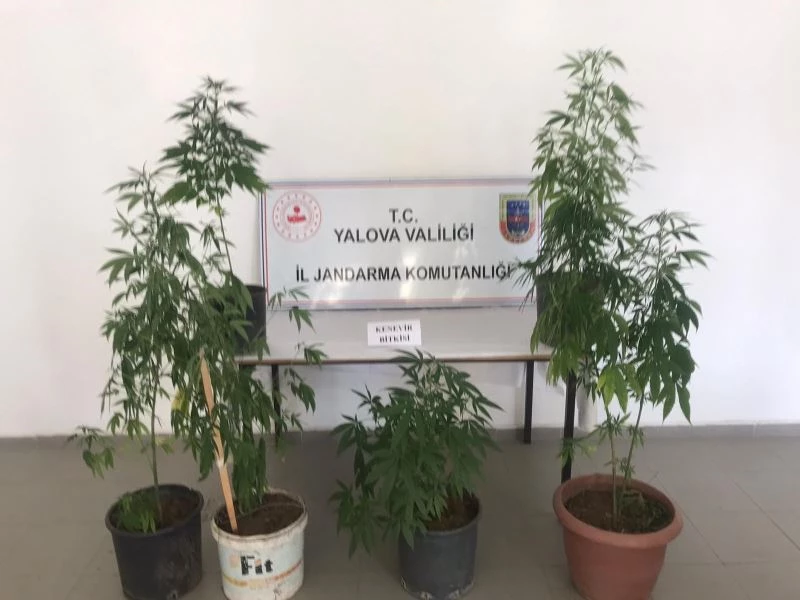 Balkonunda Hint keneviri yetiştiren şahıs gözaltına alındı
