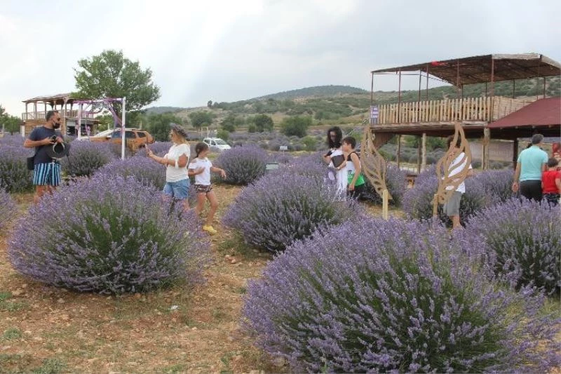 Lavanta kokulu köyü 330 bin kişi ziyaret etti
