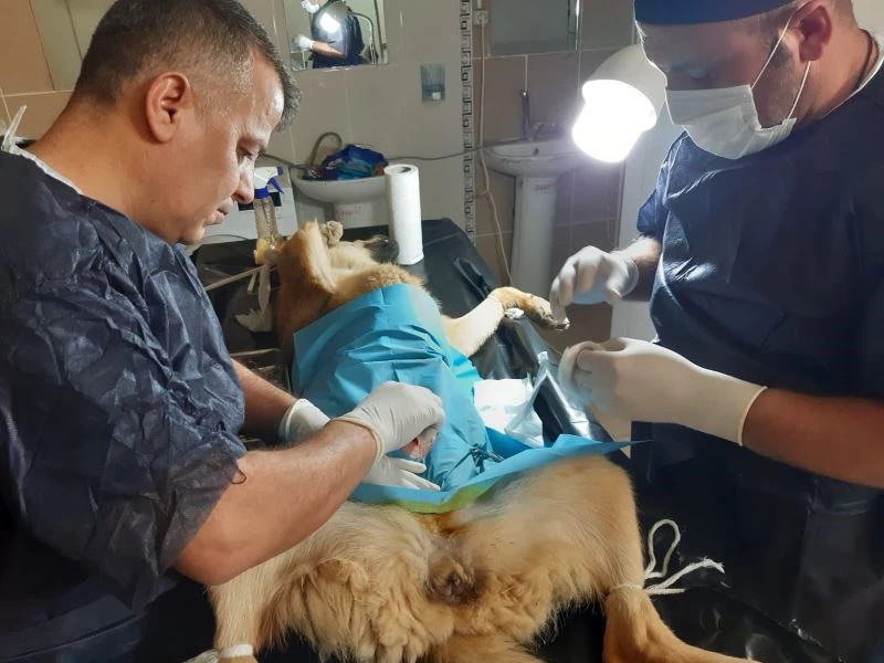 Hakkari’de sokak hayvanlarını kısırlaştırma çalışması
