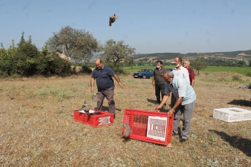 Manyas’ta Kınalı keklikler doğaya salındı
