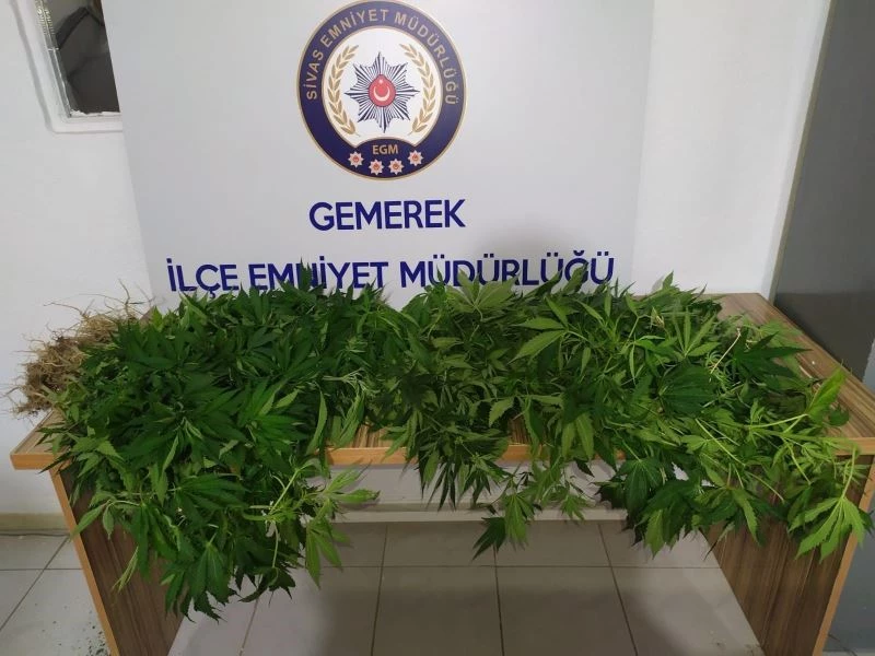 İzinsin kenevir ekimine geçit yok
